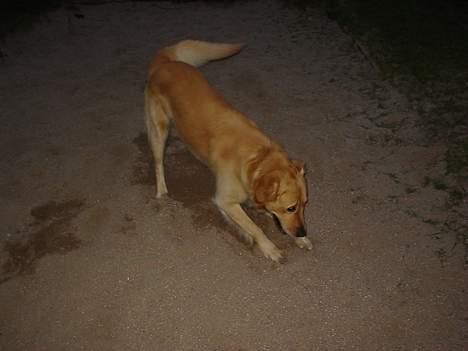 Golden retriever *Mickey* billede 9