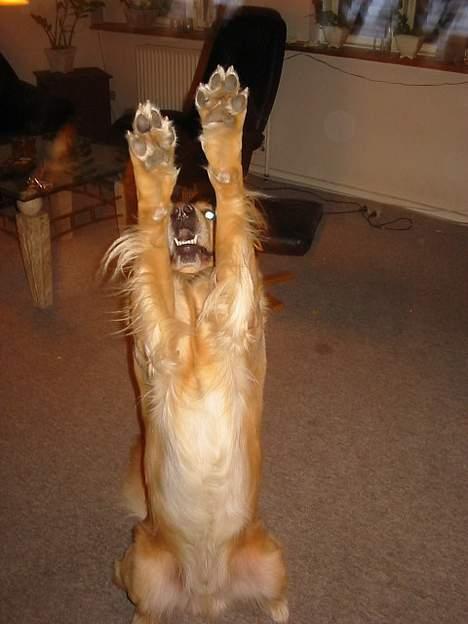 Golden retriever *Mickey* billede 10