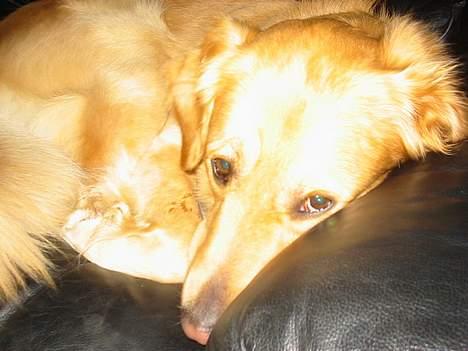 Golden retriever *Mickey* billede 11