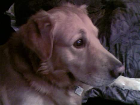 Golden retriever *Mickey* billede 12