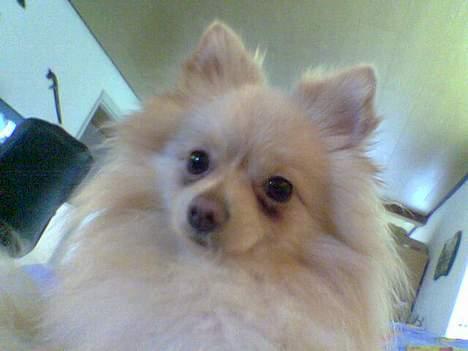 Pomeranian Spike Lee billede 1