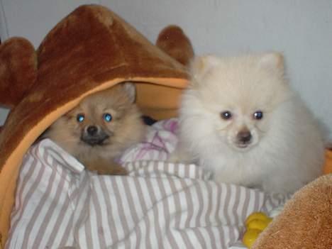 Pomeranian Spike Lee billede 2