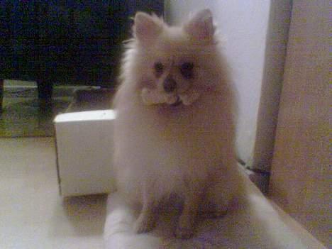 Pomeranian Spike Lee billede 3