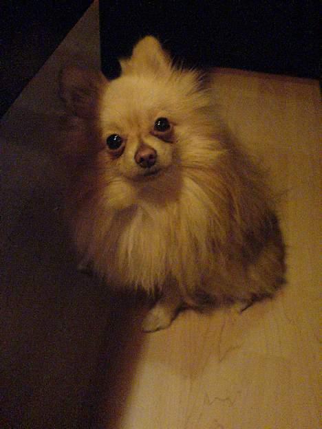 Pomeranian Spike Lee billede 4