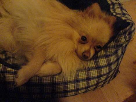 Pomeranian Spike Lee billede 5