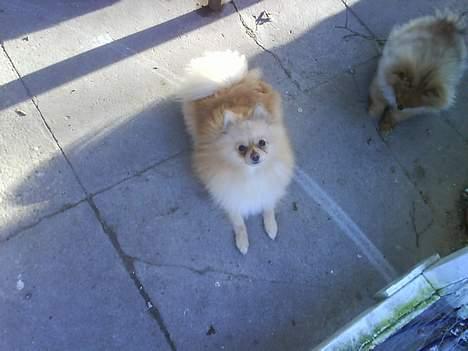 Pomeranian Spike Lee billede 6