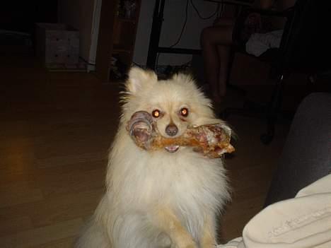 Pomeranian Spike Lee billede 7