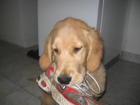 Golden retriever Ally - gul bliver forårets farve billede 10