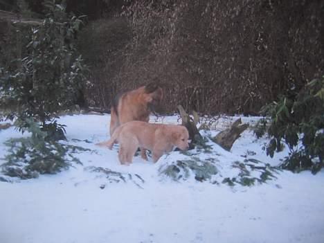 Golden retriever Ally - besøg hos min nabo shæferen Sambo billede 11