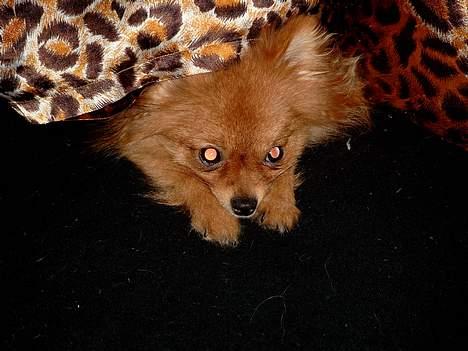 Pomeranian Topsys Bibi Satine billede 2