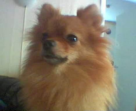 Pomeranian Topsys Bibi Satine billede 3