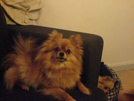 Pomeranian Topsys Bibi Satine billede 4
