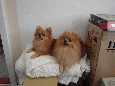 Pomeranian Topsys Bibi Satine billede 6