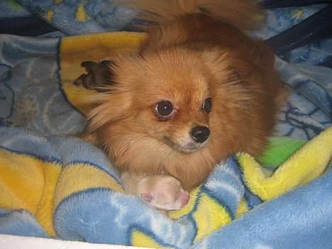 Pomeranian Topsys Bibi Satine billede 7