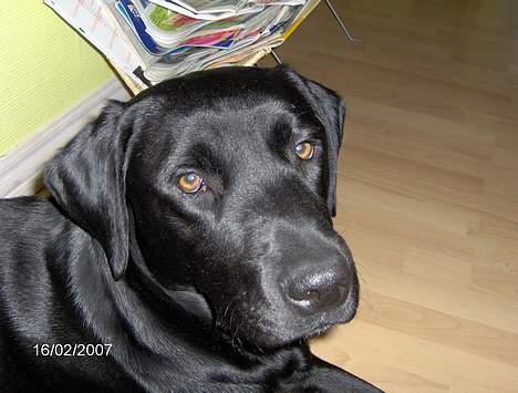 Labrador retriever (Formel 1) Flo - Så er jeg 11 mdr billede 1
