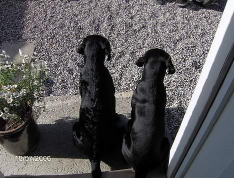 Labrador retriever (Formel 1) Flo - Det er mig til højre. billede 2