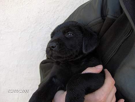Labrador retriever (Formel 1) Flo - Åhhh jeg er så nuttet. billede 3