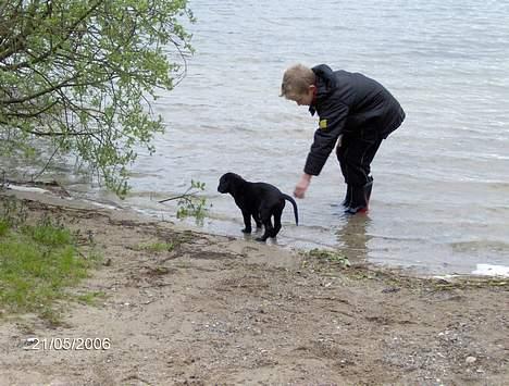 Labrador retriever (Formel 1) Flo - Jeg ælsker vand. billede 5