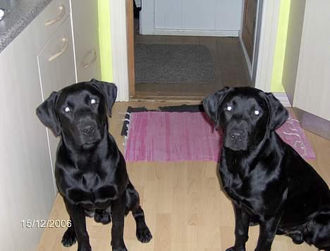 Labrador retriever (Formel 1) Flo - Mig til venstre, min bror Basse til højre. billede 6