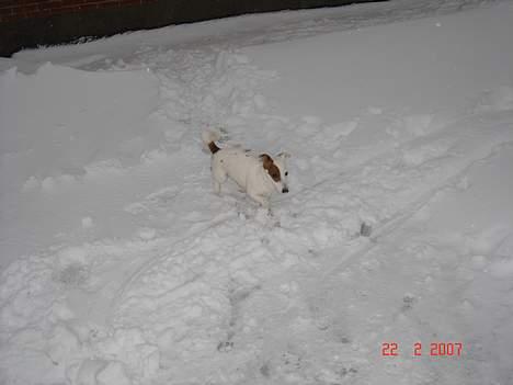 Jack russell terrier Daisy billede 14