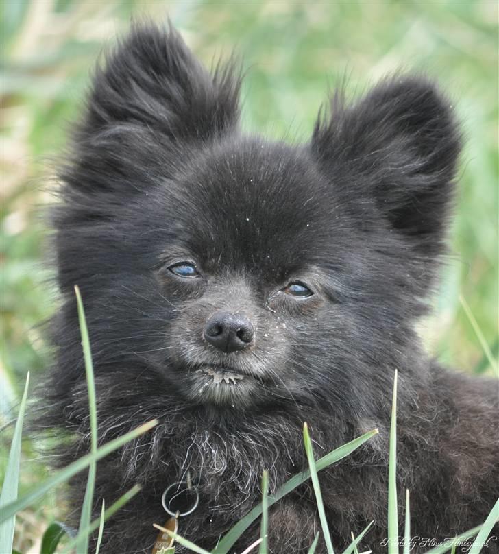 Kleinspitz Noah billede 1