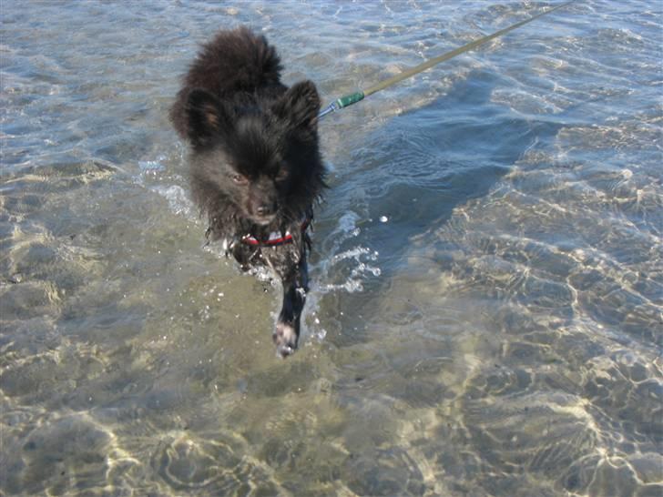 Kleinspitz Noah billede 2