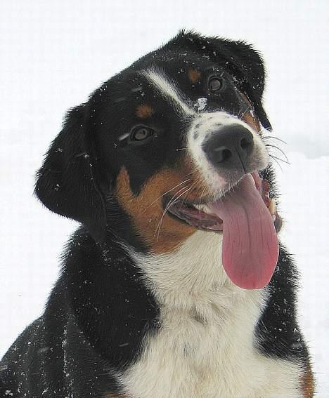 Appenzeller sennenhund Abora vom Höfli  "Abora" - Abora 8 mdr. gl. billede 11