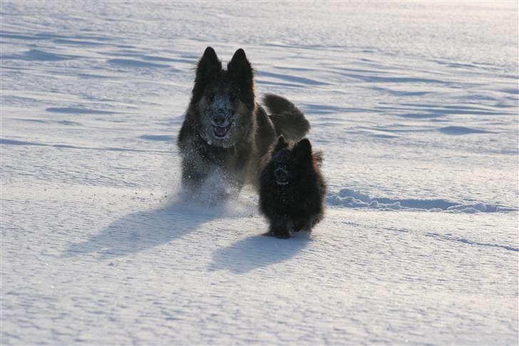 Kleinspitz Noah billede 3