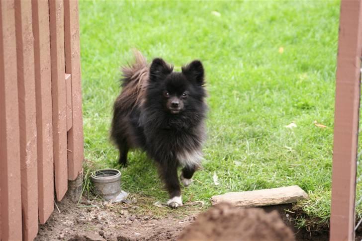 Kleinspitz Noah billede 4