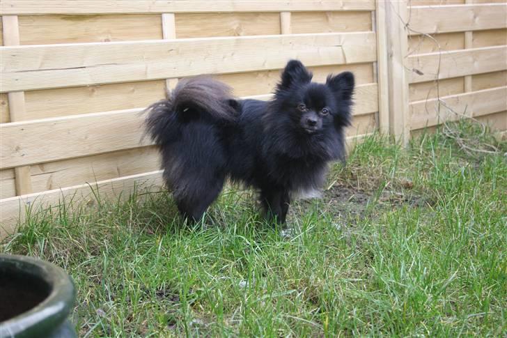 Kleinspitz Noah billede 5