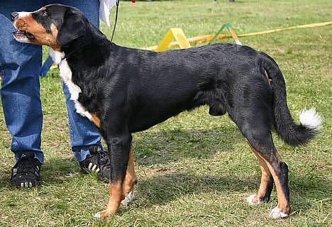 Appenzeller sennenhund Røbi von Razco "Razco" - Razco på udstilling billede 6