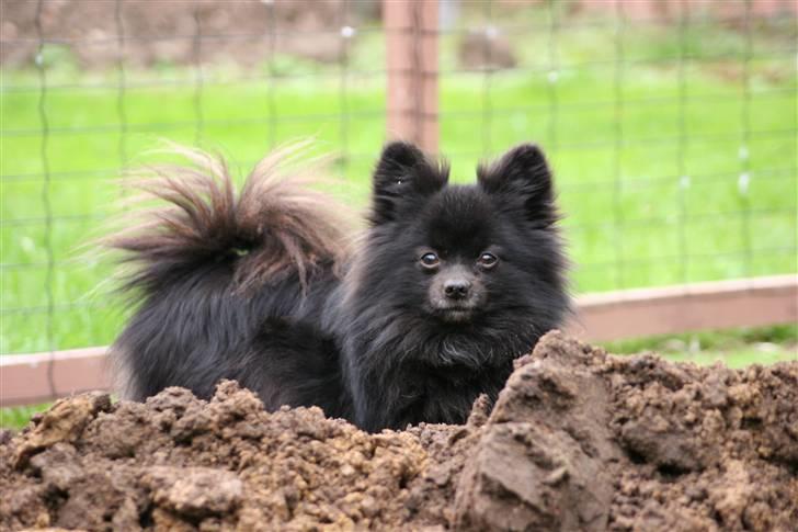 Kleinspitz Noah billede 6