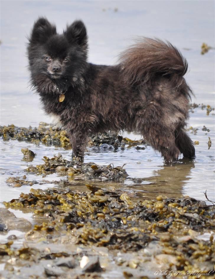 Kleinspitz Noah billede 7