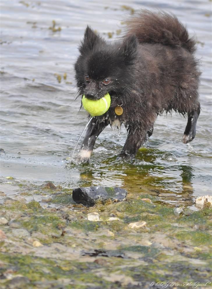 Kleinspitz Noah billede 9