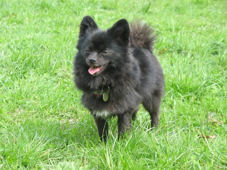 Kleinspitz Noah billede 10