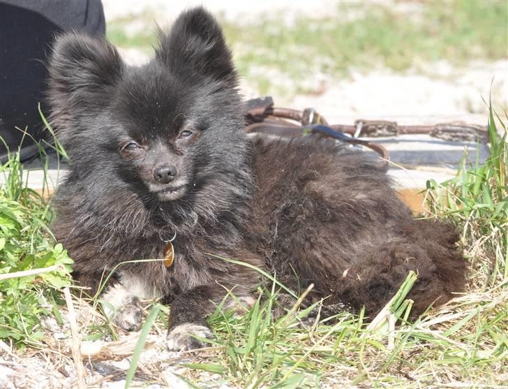 Kleinspitz Noah billede 11