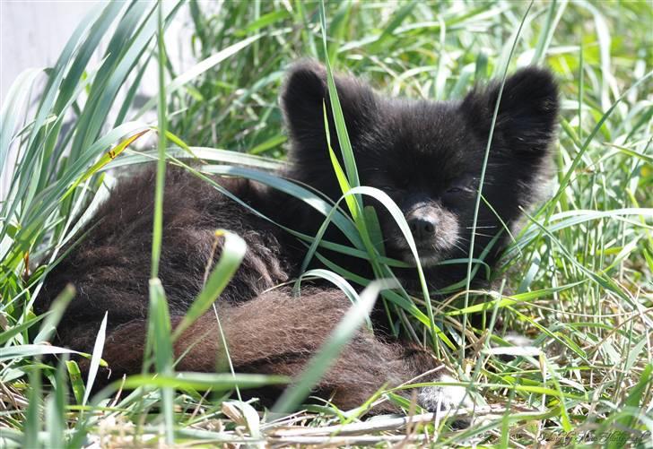 Kleinspitz Noah billede 12