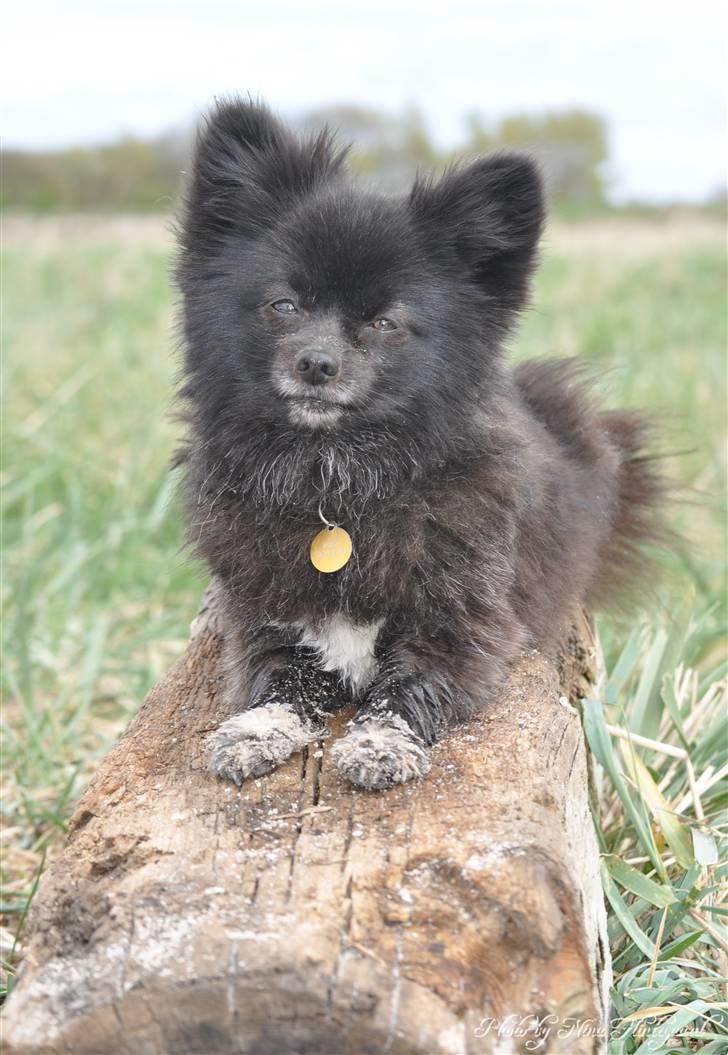 Kleinspitz Noah billede 13