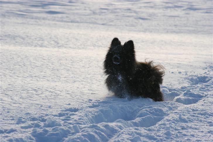 Kleinspitz Noah billede 14