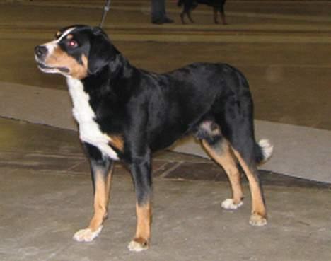 Appenzeller sennenhund Røbi von Razco "Razco" - Razco på DKK udstilling i Odense 2007 Foto: Ole Wilstrup billede 7