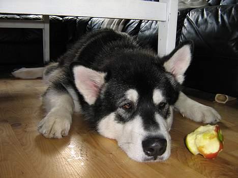 Alaskan malamute Chicko  - Æble ?? hvad for et æble? billede 8