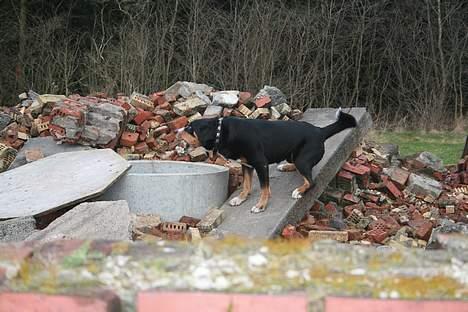 Appenzeller sennenhund Røbi von Razco "Razco" - Razco har fundet figurant under ruinsøg. Foto: Carina Graversen billede 8