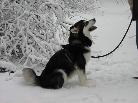 Alaskan malamute Chicko  billede 11