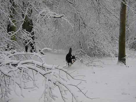 Alaskan malamute Chicko  - Det er super med alt det sne billede 12