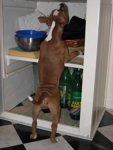 Staffordshire bull terrier Mille billede 14