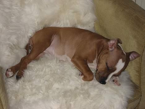 Staffordshire bull terrier Mille billede 15