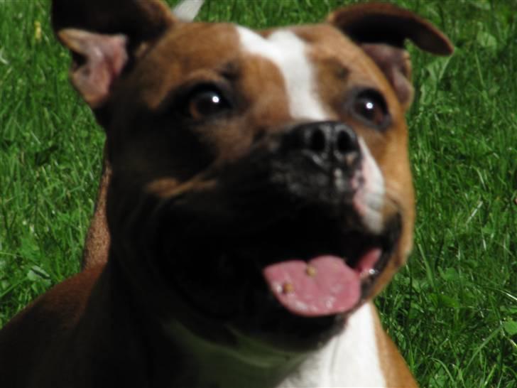 Staffordshire bull terrier Mille billede 16