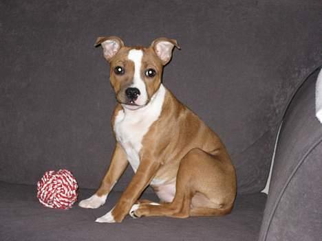 Staffordshire bull terrier Mille billede 17