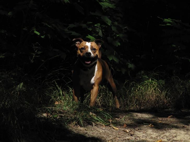 Staffordshire bull terrier Mille billede 18