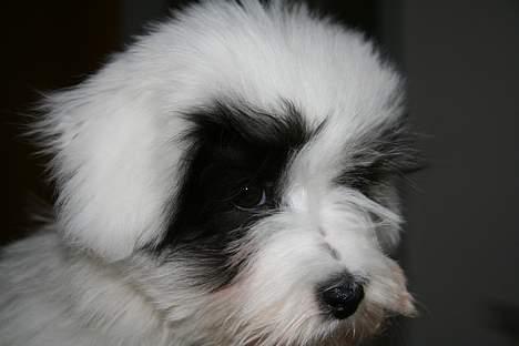 Coton de tulear Casmier´s Frede billede 3